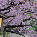 兼六園熊谷桜?