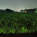 写真: 夜の水田