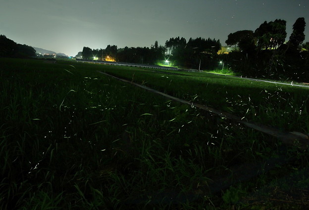写真: 水田と蛍の光跡(2)