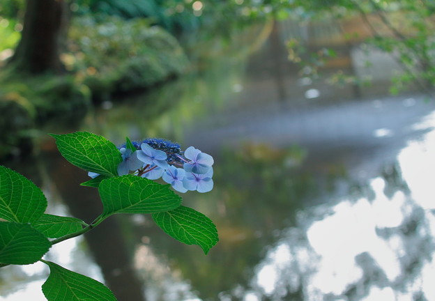 写真: 放生池の紫陽花(1)