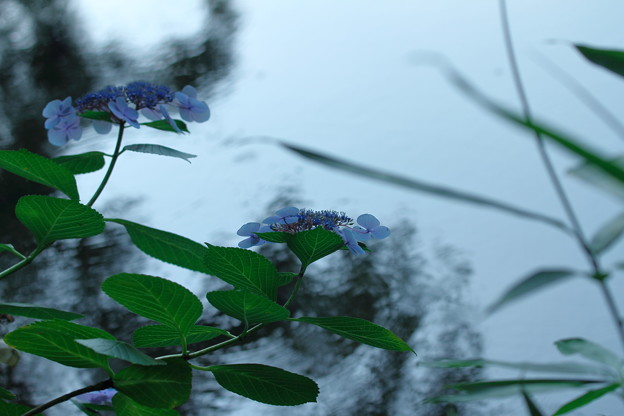 写真: 放生池の紫陽花(2)