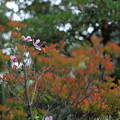 ドウダンツツの紅葉と秋明菊