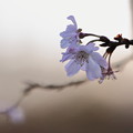 Photos: 10月桜（2）