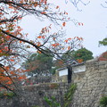 大阪城の石垣　紅葉