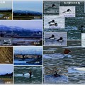 金沢・犀川に架かる橋と冬の水鳥