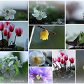 Photos: 我が家の２月の花（1）
