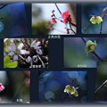 Photos: 我が家の２月の花（2）　　蝋梅　雪割草　紅梅