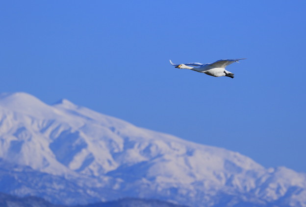 写真: コハクチョウ　白山飛翔３