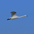 写真: コハクチョウの飛翔　クリックでGIFアニメ