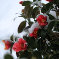 Photos: 椿と今朝の雪