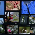 Photos: 我が家の２月の花（4）とツララ