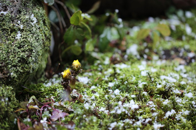 写真: 庭の苔と福寿草＆Snow
