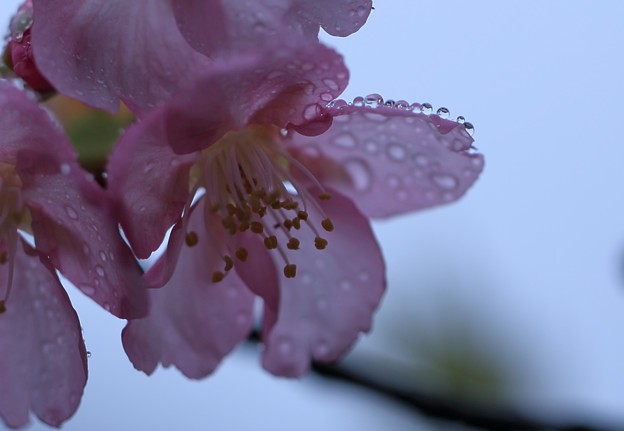 写真: 河津桜　滴（2）