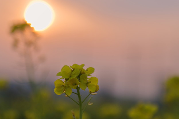 写真: 夕陽と菜の花