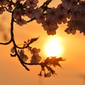 写真: 夕日と桜2
