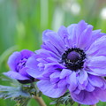 写真: アネモネ　紫
