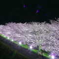 伏見川　桜並木　ライトアップ