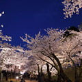 金沢城公園　ライトアップ　桜のトンネル