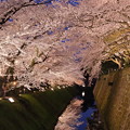 金沢城　ライトアプ　お堀の桜（1）