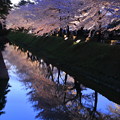 金沢城ライトアップ　お堀の桜（2）