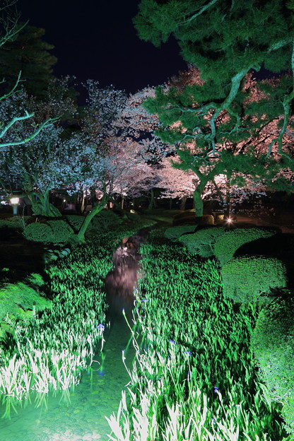 Photos: 兼六園　ライトアップ　桜と曲水   松