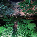 兼六園　ライトアップ　桜と曲水   松