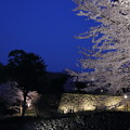 Photos: 金沢城　ライトアップ　桜と石垣