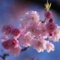 八重紅枝垂れ桜（1）