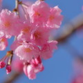 八重紅枝垂れ桜（2）