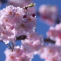 八重紅枝垂れ桜（3）