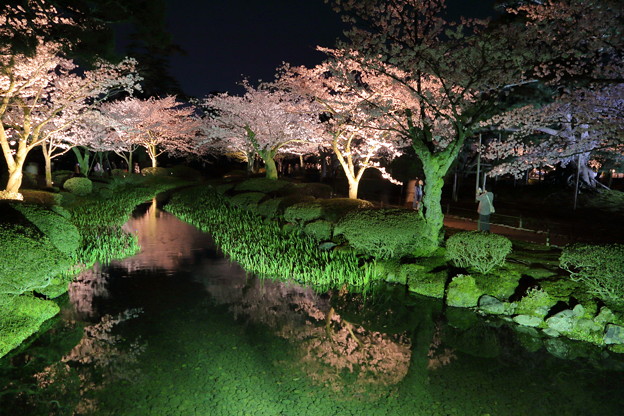 Photos: 兼六園　夜桜    花見橋から曲水