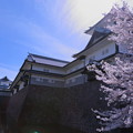 Photos: 金沢城と桜
