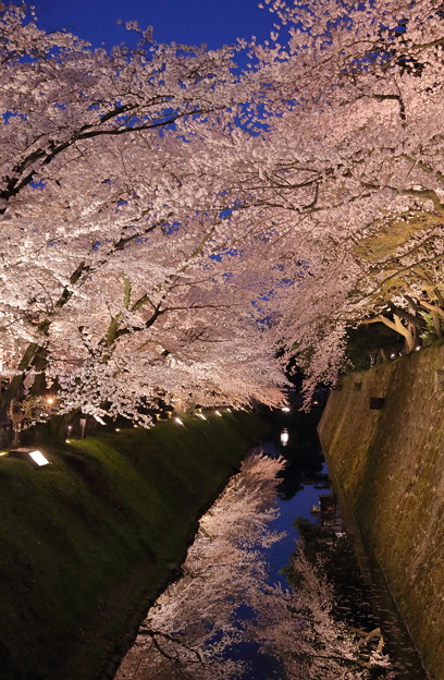 Photos: お堀の桜