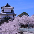 Photos: 石川門　満開の桜