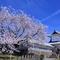 Photos: 石川門と満開の桜
