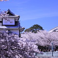 石川門　満開の桜