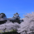 石川門と満開の桜