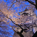 金沢城　菱櫓　満開の桜