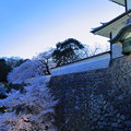 石川門の石垣となまこ塀　満開の桜