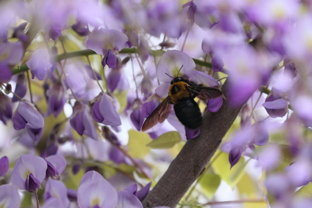 写真: 藤の花とクマバチ（1）