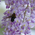 藤の花とクマバチ（2）