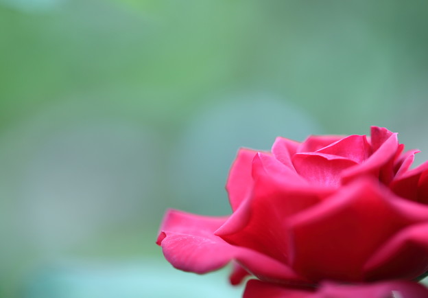 写真: 真紅のバラ