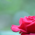 Photos: 真紅のバラ