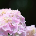 写真: 紫陽花　ピンク