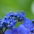 写真: 紫陽花　ブルースカイ
