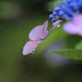 紫陽花　雫