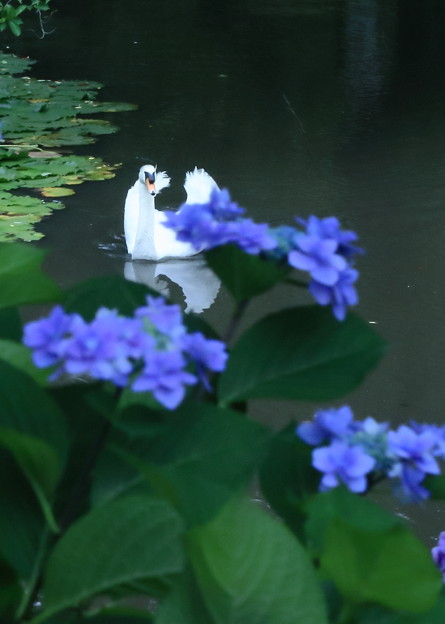 Photos: 紫陽花と白鳥（1）　踊り子のように＾＾