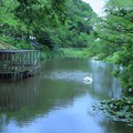写真: 奥卯辰山健民公園　大池と白鳥