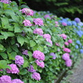 写真: 卯辰山花菖蒲園 紫陽花