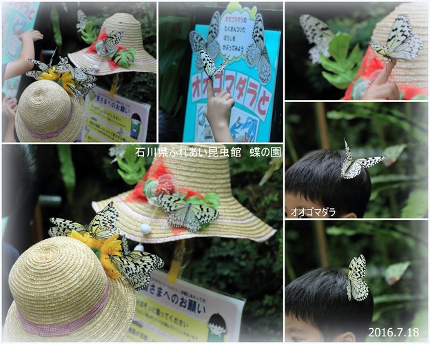 写真: 石川県ふれあい昆虫館　蝶の園
